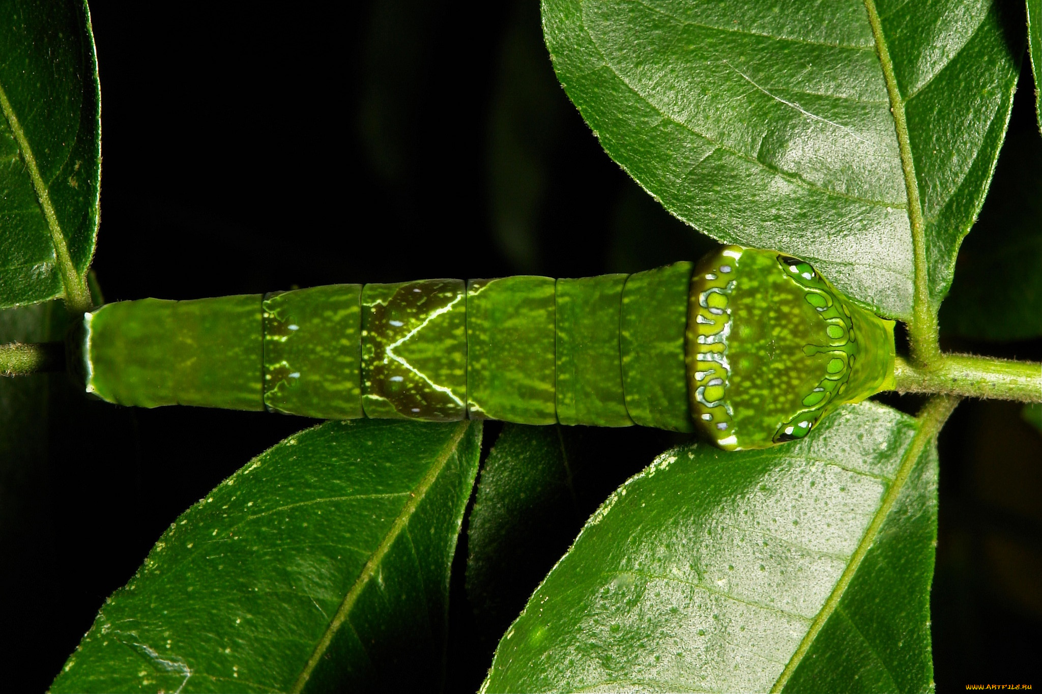 , , itchydogimages, , , 